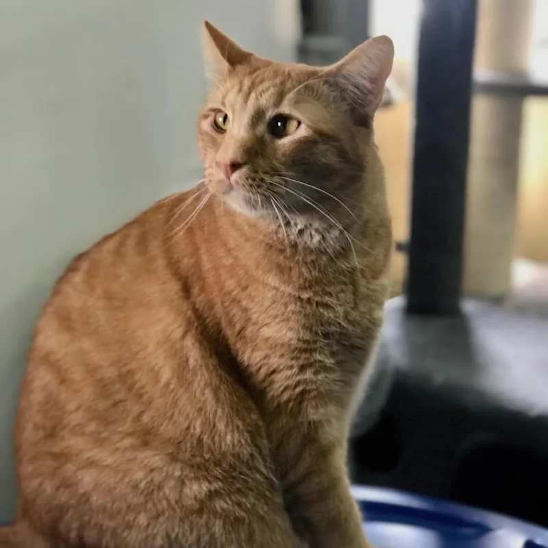 An adult large-sized male Tabby (Orange / Red) Domestic Short Hair cat named Otis for adoption in Blackfoot, ID