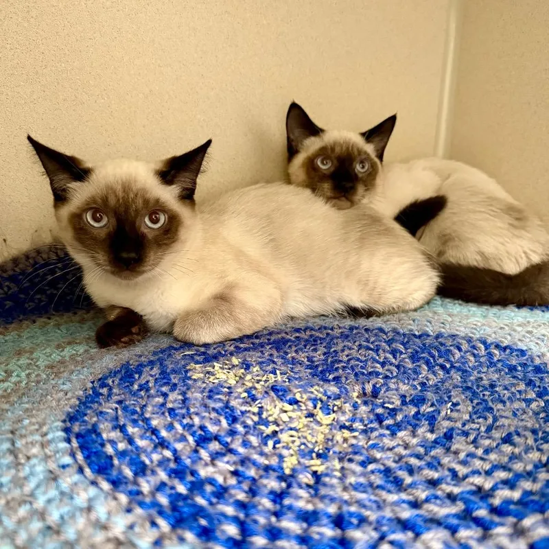A baby medium-sized male Cream / Ivory Snowshoe cat named Tourmaline for adoption in Great Falls, MT