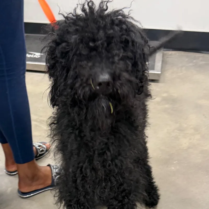 An adult medium-sized female Yellow / Tan / Blond / Fawn Poodle dog named Summerlyn for adoption in Tampa, FL