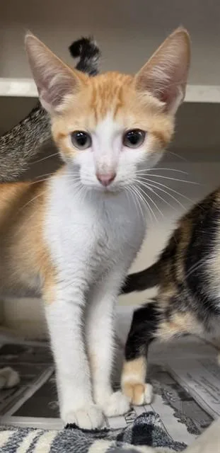 A baby medium-sized male Domestic Short Hair cat named Huron for adoption in Cookeville, TN
