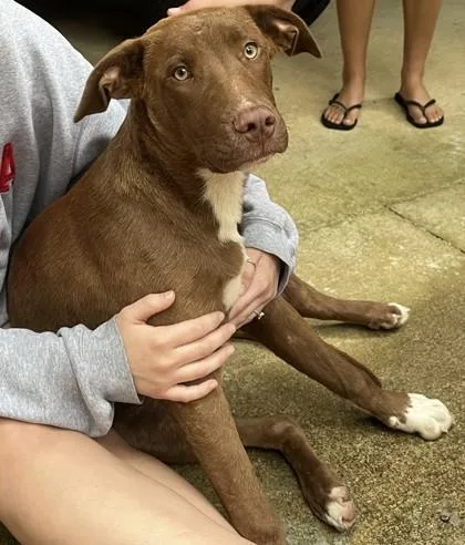 A baby large-sized male Labrador Retriever dog named Grimm for adoption in Blue Ridge, GA