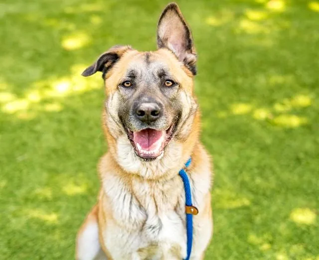 A young large-sized female German Shepherd Dog dog named Lulu for adoption in San Jose, CA