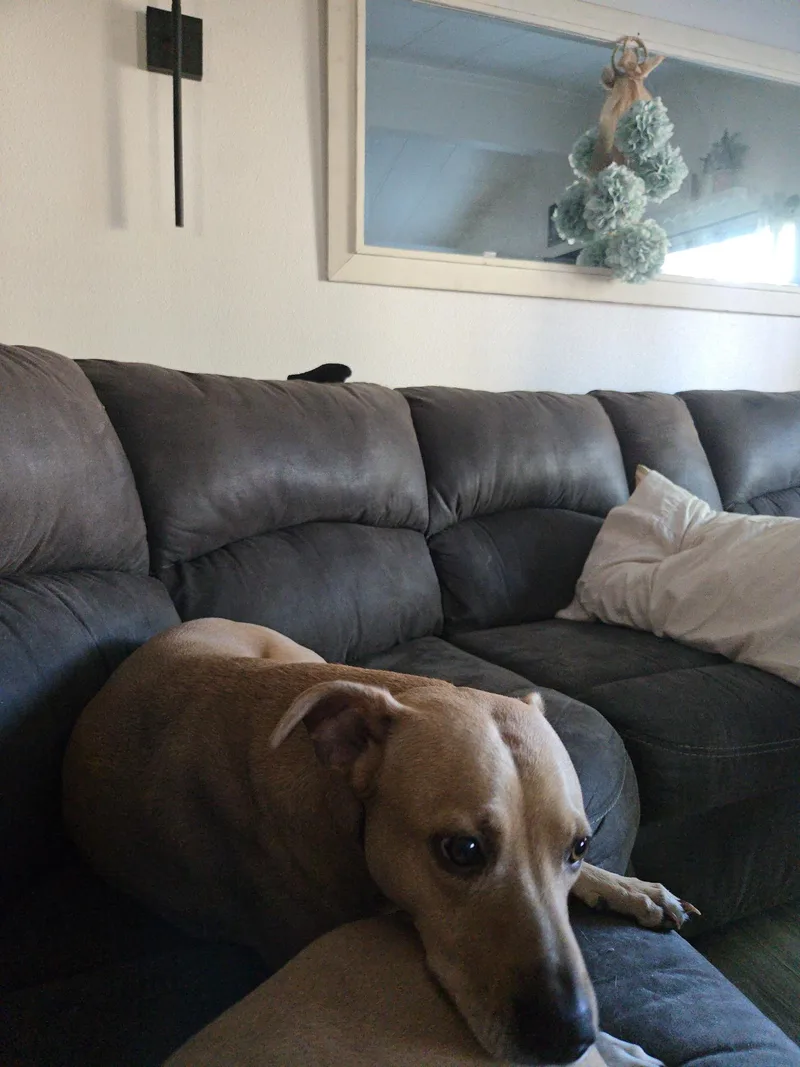 An adult medium-sized female Pit Bull Terrier dog named Lilly for adoption in Sonora, CA