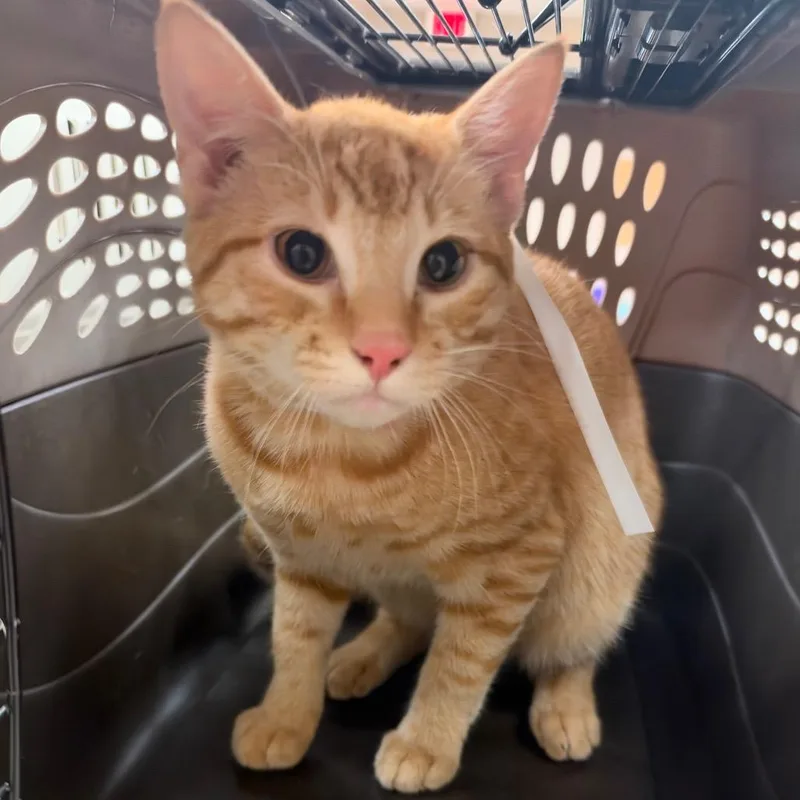 An adult large-sized male Domestic Short Hair cat named Rex for adoption in Birmingham, AL