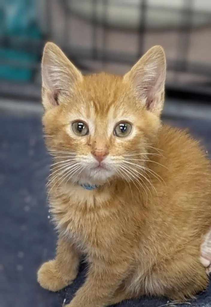 A baby medium-sized male Domestic Short Hair cat named Gravy for adoption in St. Cloud, MN