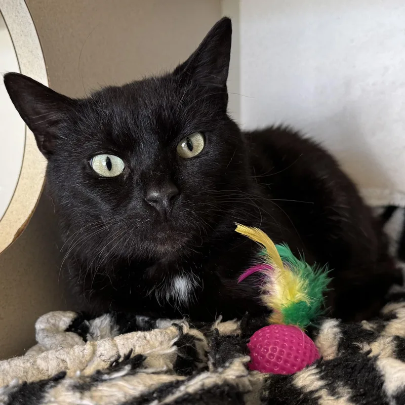 An adult medium-sized male Black Domestic Short Hair cat named Carmi for adoption in Eatontown, NJ