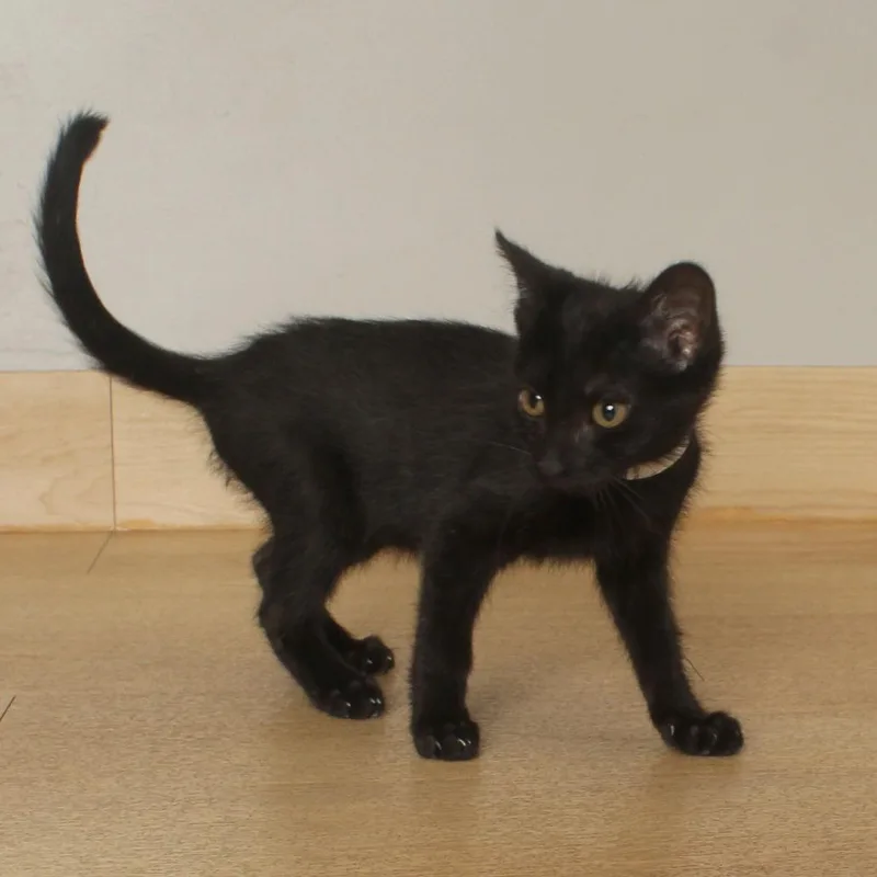 A baby small-sized female Black Domestic Short Hair cat named Smoke C for adoption in Minnetonka, MN