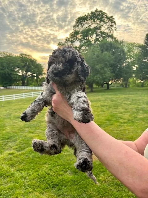 Tootsie