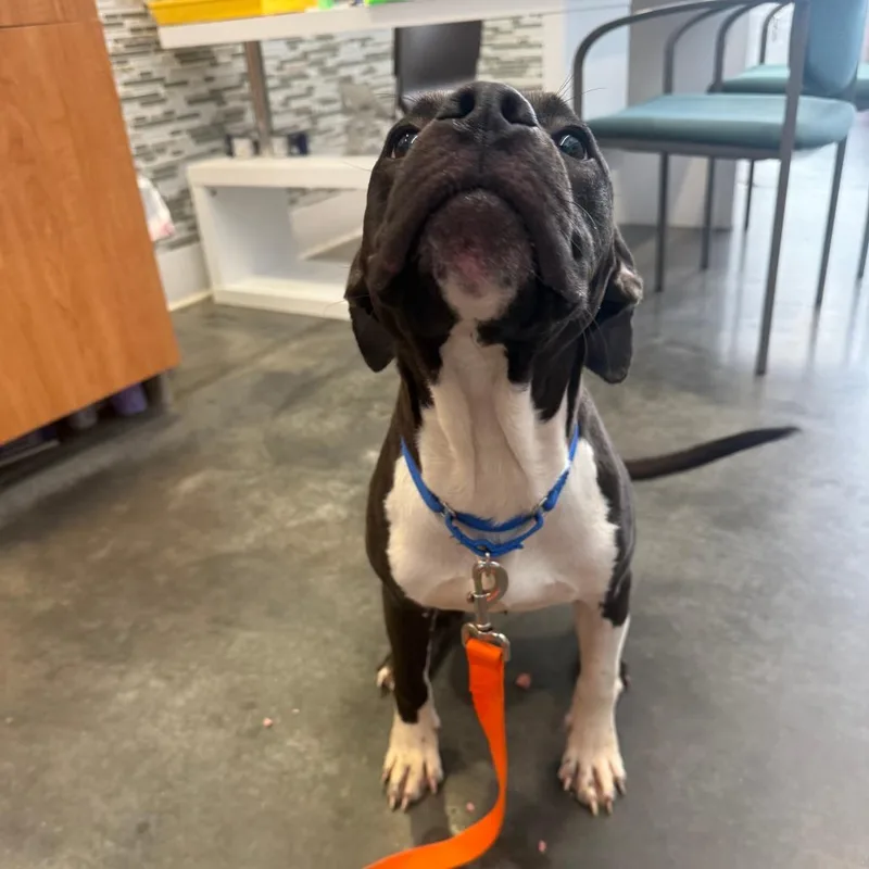 A young medium-sized male Black Mixed Breed dog named Kinito for adoption in Pittsburgh, PA
