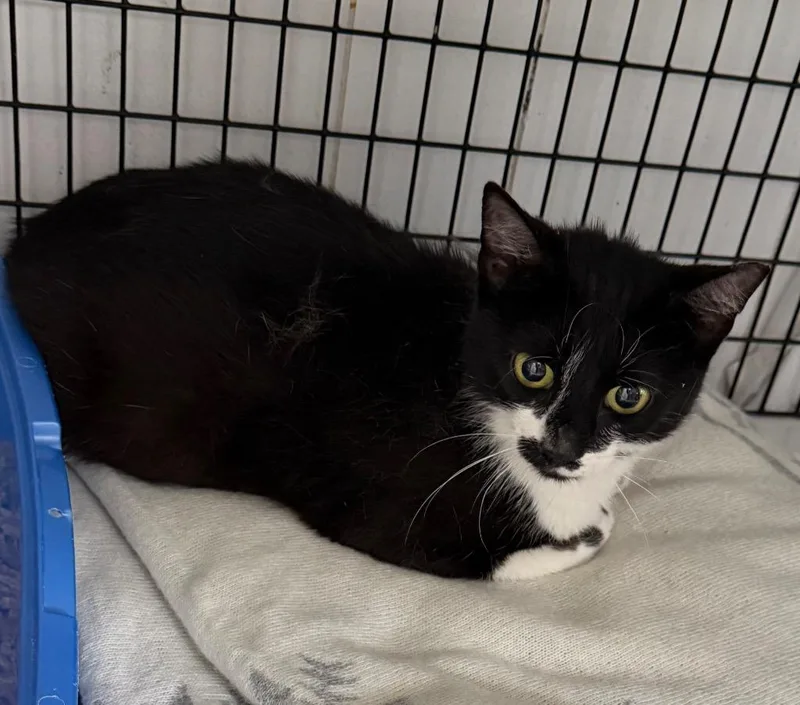 A young large-sized female Domestic Short Hair cat named Candice for adoption in Ewing, NJ