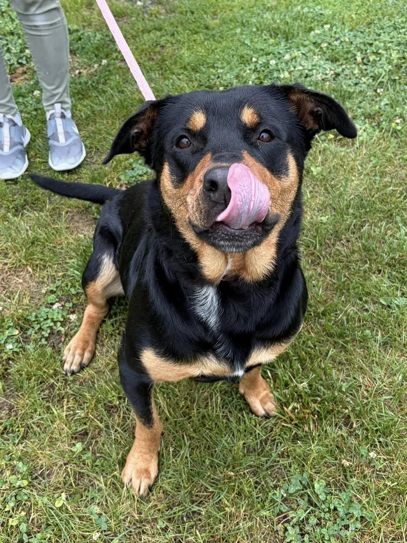 An adult large-sized female Bicolor Rottweiler dog named Stella for adoption in Winchester, VA