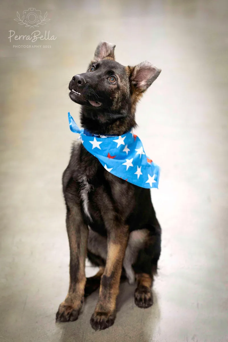A young medium-sized male Belgian Shepherd / Malinois dog named Hank for adoption in West Richland, WA