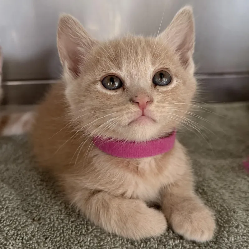 A baby small-sized female Orange / Red Domestic Short Hair cat named Peaches for adoption in Long Beach, CA