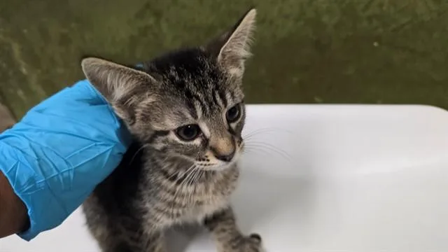 A baby small-sized female Domestic Short Hair cat named Scarlett for adoption in Riverside, CA
