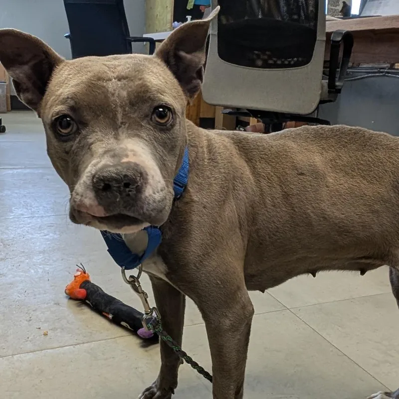 An adult medium-sized female Gray / Blue / Silver Pit Bull Terrier dog named Tokyo for adoption in Austin, TX