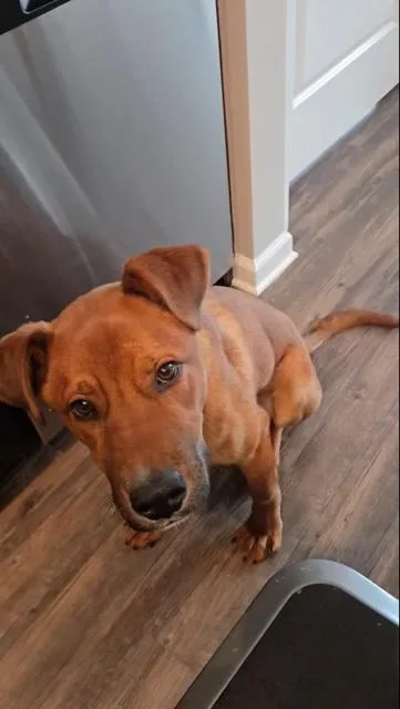 A young medium-sized male Yellow / Tan / Blond / Fawn Labrador Retriever dog named Reilly for adoption in Manhasset, NY