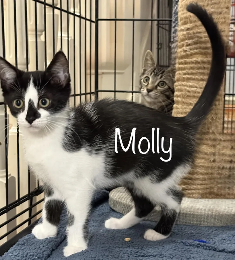 A baby medium-sized female Black & White / Tuxedo Domestic Short Hair cat named Molly for adoption in Pawleys Island, SC