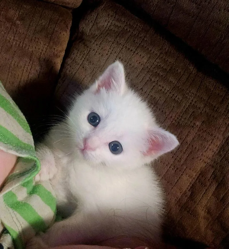 A baby medium-sized female Domestic Short Hair cat named Barbie for adoption in Johnson City, TN