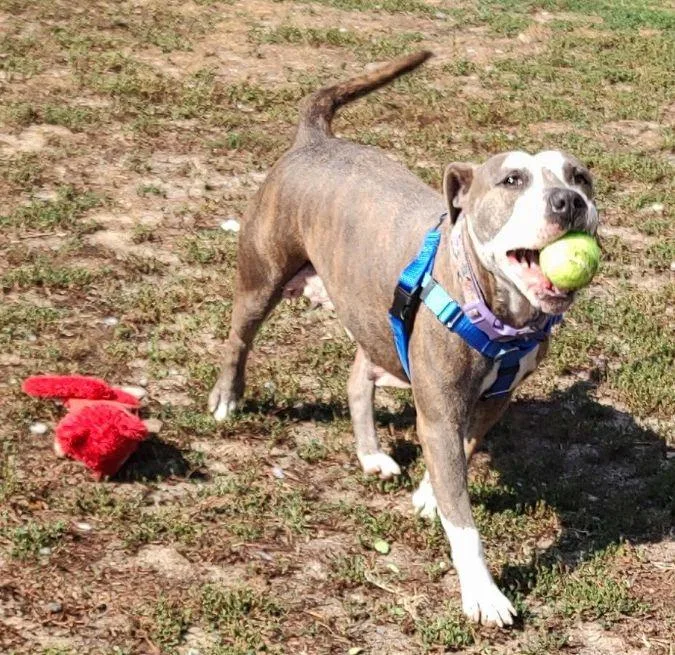 An adult medium-sized female Gray / Blue / Silver Terrier dog named Sayidah for adoption in Cape May Court House, NJ