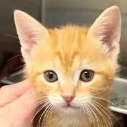 A baby small-sized male Orange / Red Domestic Short Hair cat named Trumpet for adoption in Delaware, OH