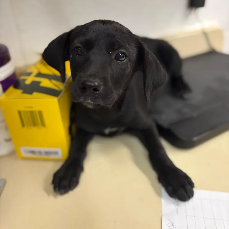 A baby small-sized female Black Labrador Retriever dog named Penny for adoption in Ardmore, OK