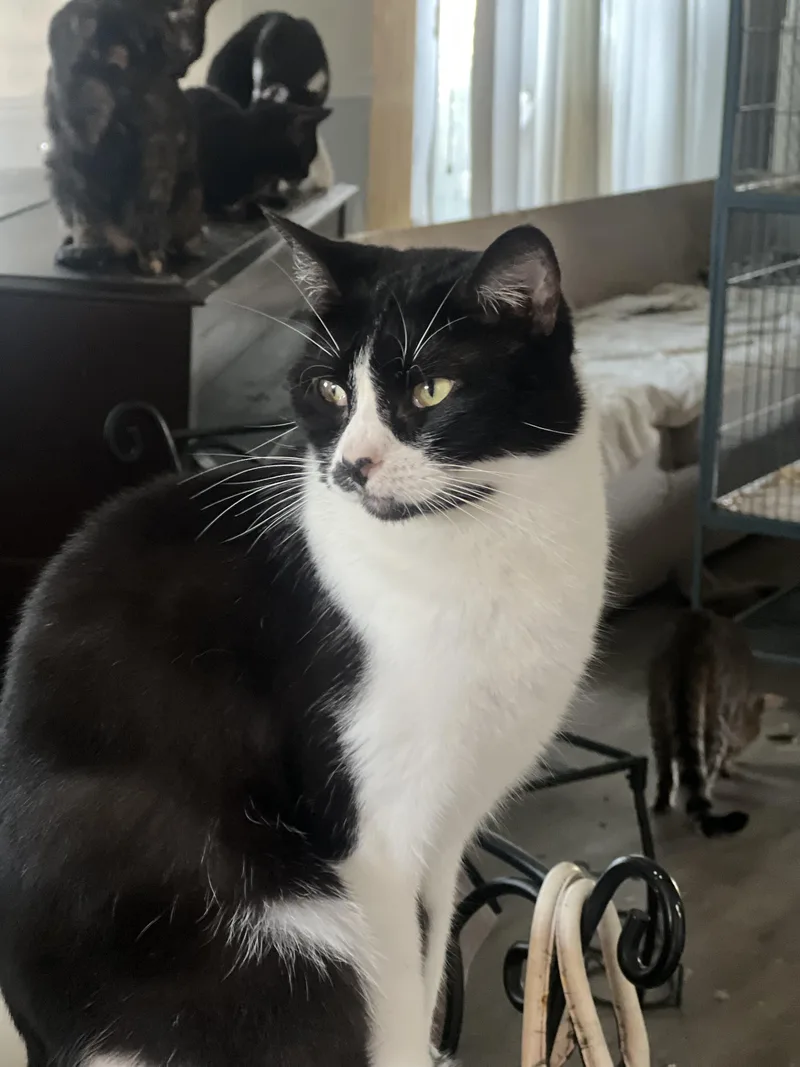An adult medium-sized female Black & White / Tuxedo Domestic Short Hair cat named Picasa for adoption in Ripon, CA