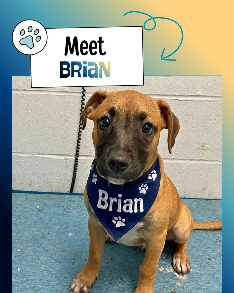 Brian