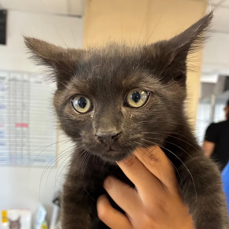 A baby small-sized male Black Domestic Short Hair cat named Hansel for adoption in Santa Barbara, CA