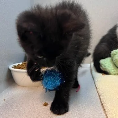 A baby small-sized male Black Domestic Short Hair cat named Miles for adoption in Pittsburgh, PA