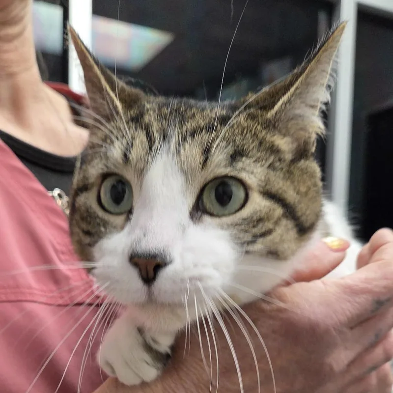 An adult large-sized female Brown / Chocolate Domestic Short Hair cat named Cream for adoption in Camden, DE