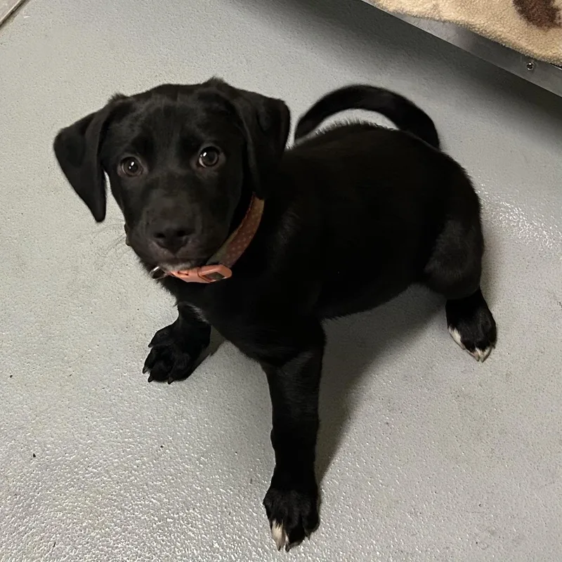 A baby large-sized female Black Labrador Retriever dog named Jessie for adoption in Mason City, IA
