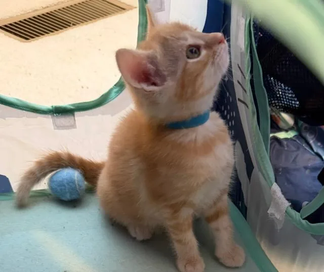 A baby medium-sized female Domestic Short Hair cat named Türkis for adoption in Hamilton, OH
