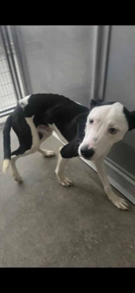 A young medium-sized male Pit Bull Terrier dog named Snoopy for adoption in Huntsville, TX