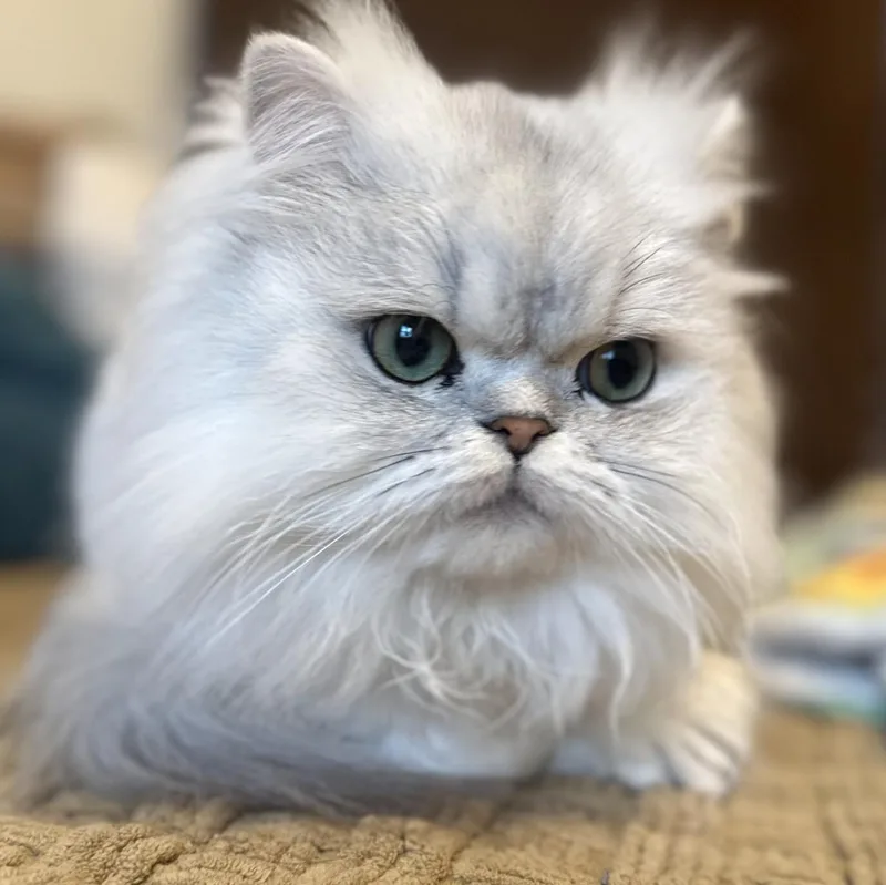 An adult medium-sized male Persian cat named Jojo & Smudge for adoption in Kenosha, WI