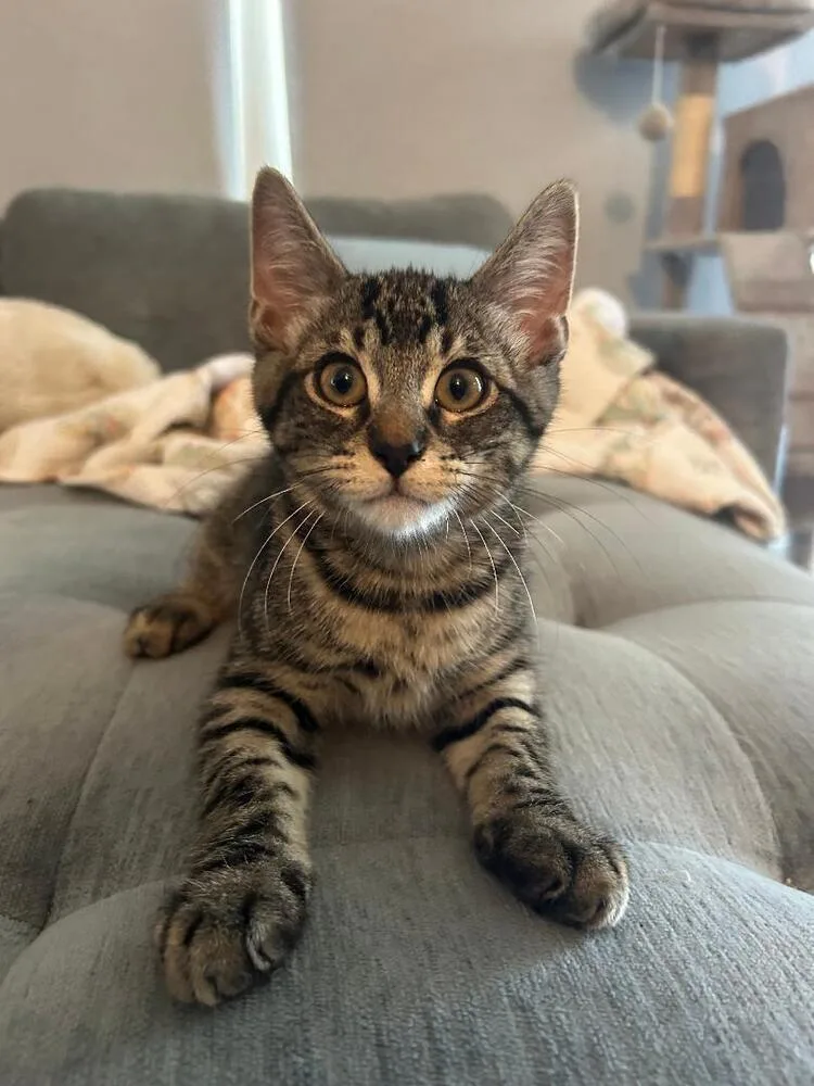 A baby medium-sized male Tabby (Brown / Chocolate) Domestic Short Hair cat named Dean for adoption in Oceanside, CA