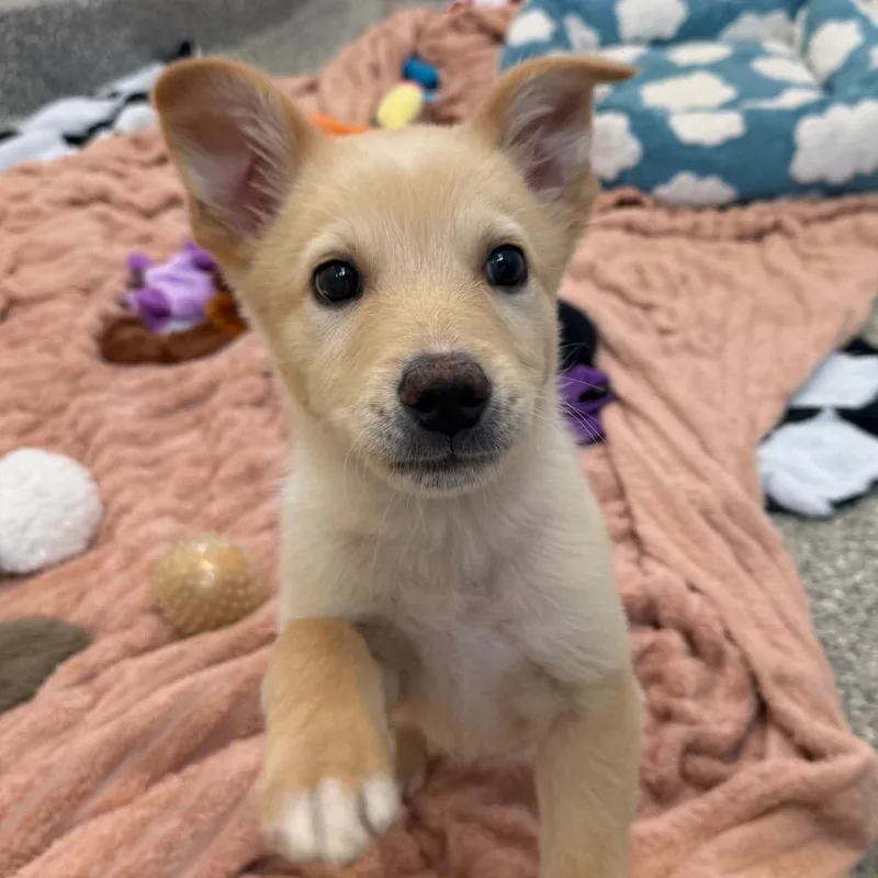 A baby medium-sized male Yellow / Tan / Blond / Fawn Labrador Retriever dog named Mitchell for adoption in Kanab, UT