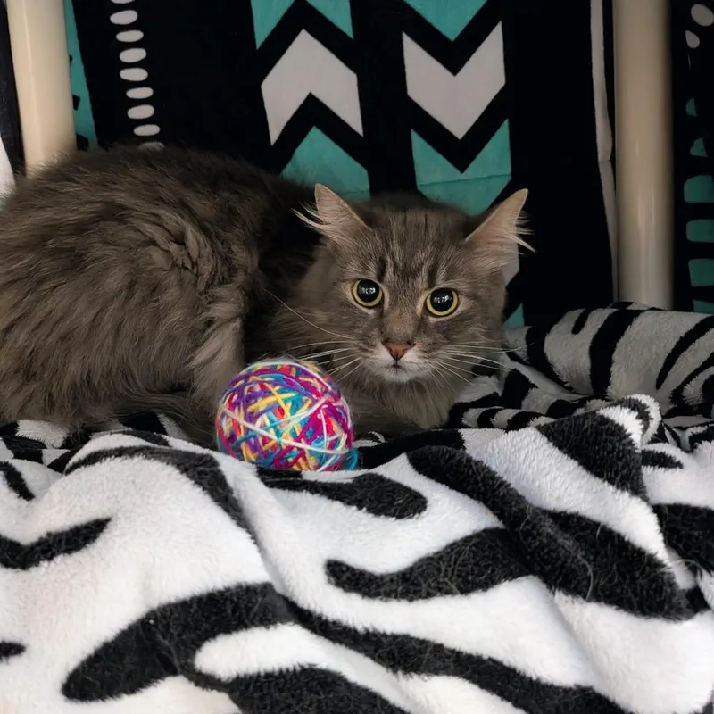 A senior medium-sized female Gray / Blue / Silver Domestic Long Hair cat named Baby  Hero Needed for adoption in Springfield, MA