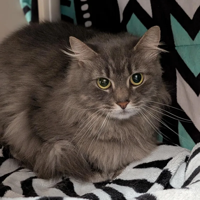 Baby  Hero Needed thumbnail 2