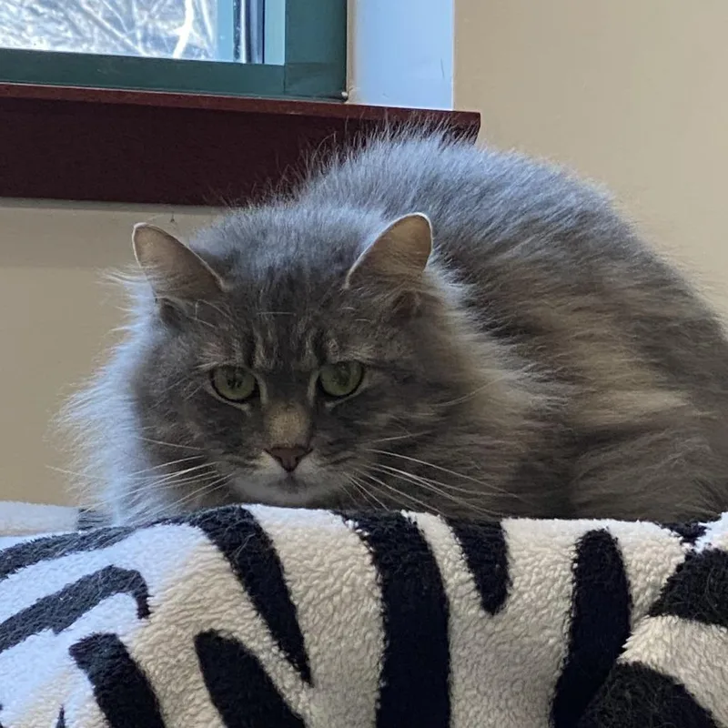 Baby  Hero Needed thumbnail 3