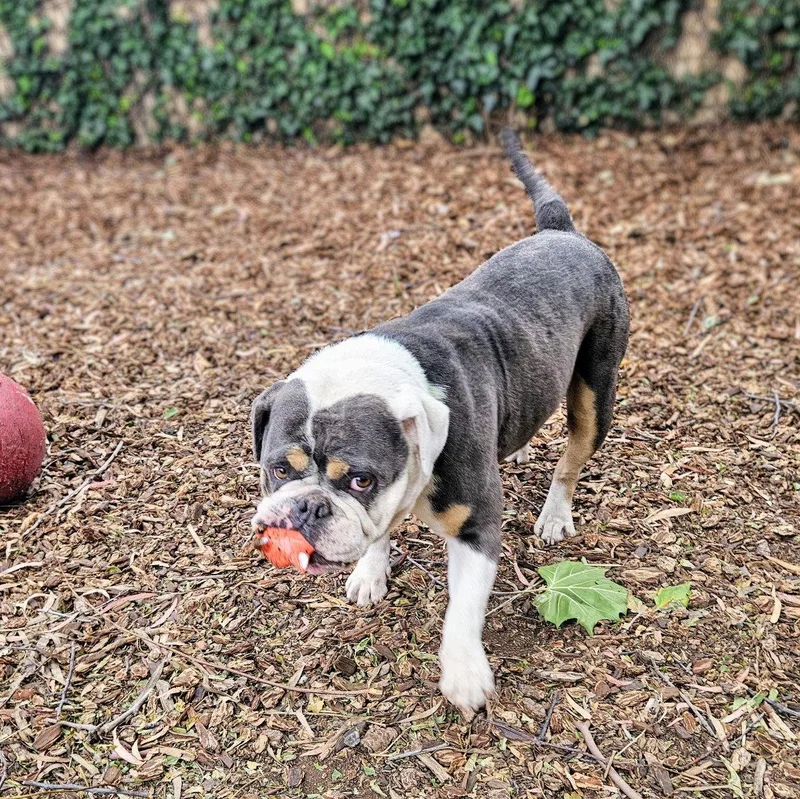 A young medium-sized female American Bulldog dog named Petunia for adoption in Oakland, CA