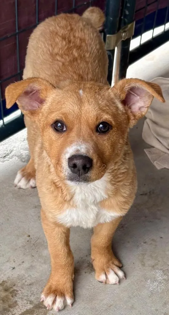 A baby medium-sized female Retriever dog named Wanbli for adoption in Fort Lupton, CO