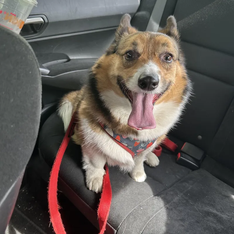An adult medium-sized female Tricolor (Brown, Black, & White) Cardigan Welsh Corgi dog named Paige for adoption in Silver Spring, MD