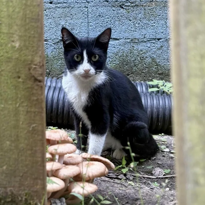 An adult medium-sized female Black & White / Tuxedo Domestic Short Hair cat named Tuxedo for adoption in Baytown, TX