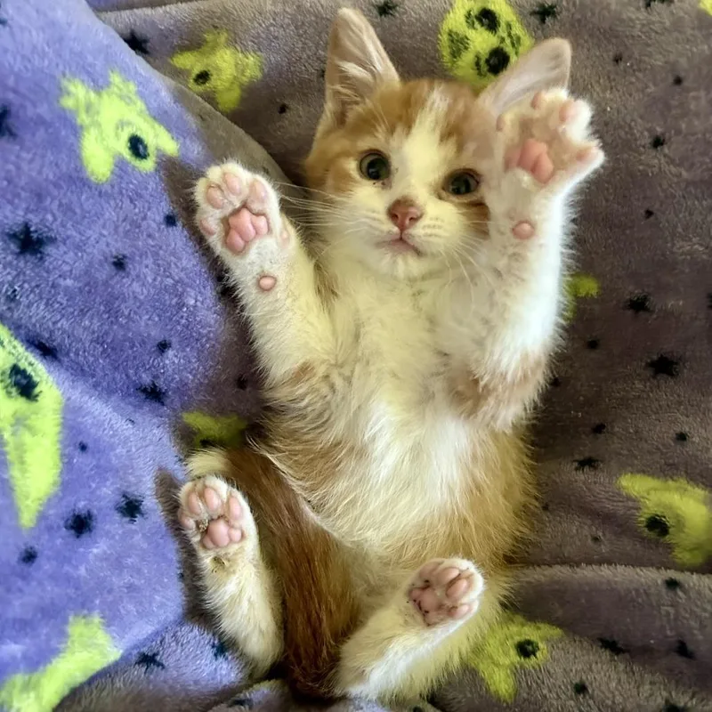 A baby small-sized male Orange / Red Domestic Short Hair cat named Cardinal for adoption in Normal, IL