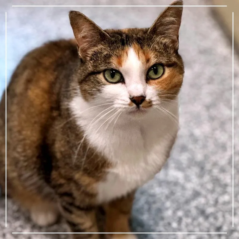 Rita Hayworth thumbnail 2