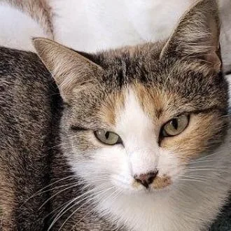 Rita Hayworth thumbnail 3