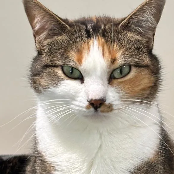 Rita Hayworth thumbnail 4