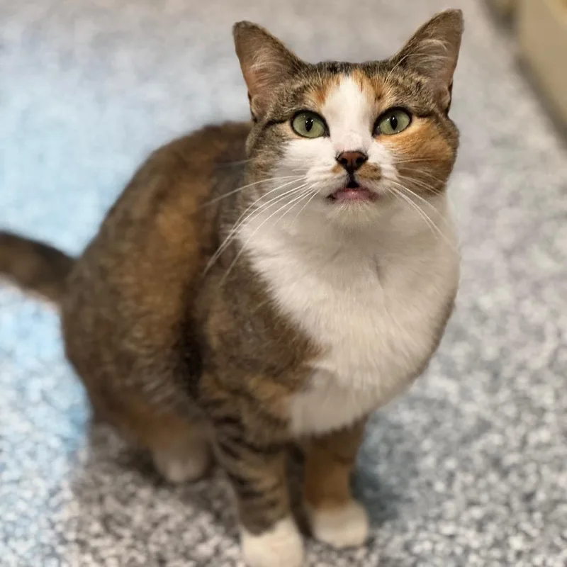 Rita Hayworth thumbnail 5