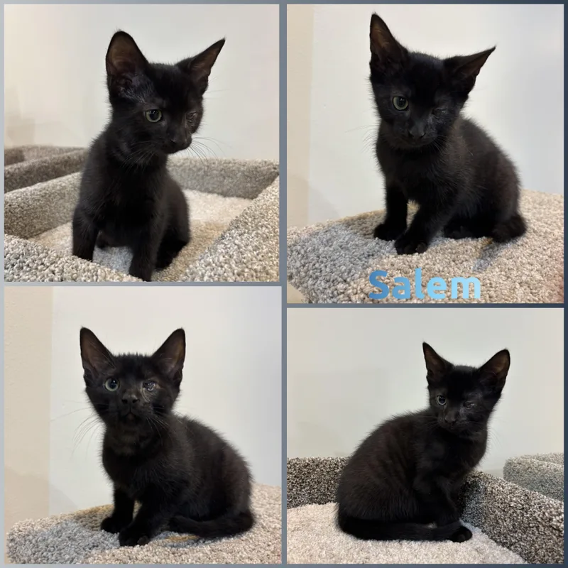 A baby small-sized male Black Domestic Short Hair cat named Salem for adoption in Louisville, KY