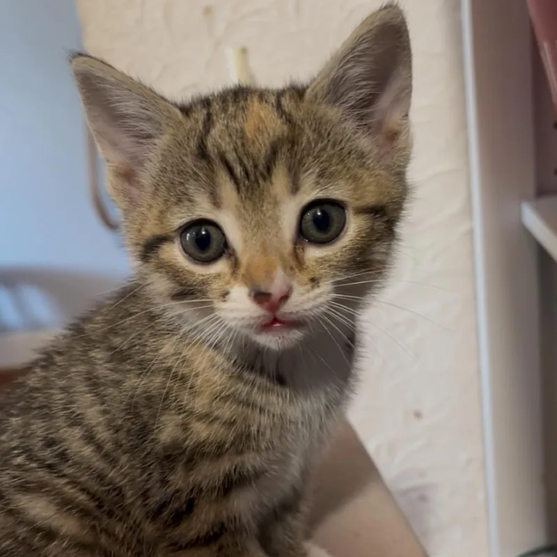 A baby small-sized female Calico Domestic Short Hair cat named Amber for adoption in La Grange, KY
